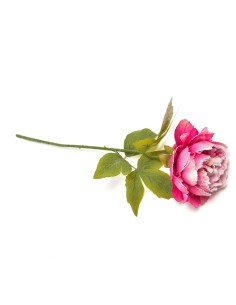 PEONIA FUCSIA INNEVATA 50 CM